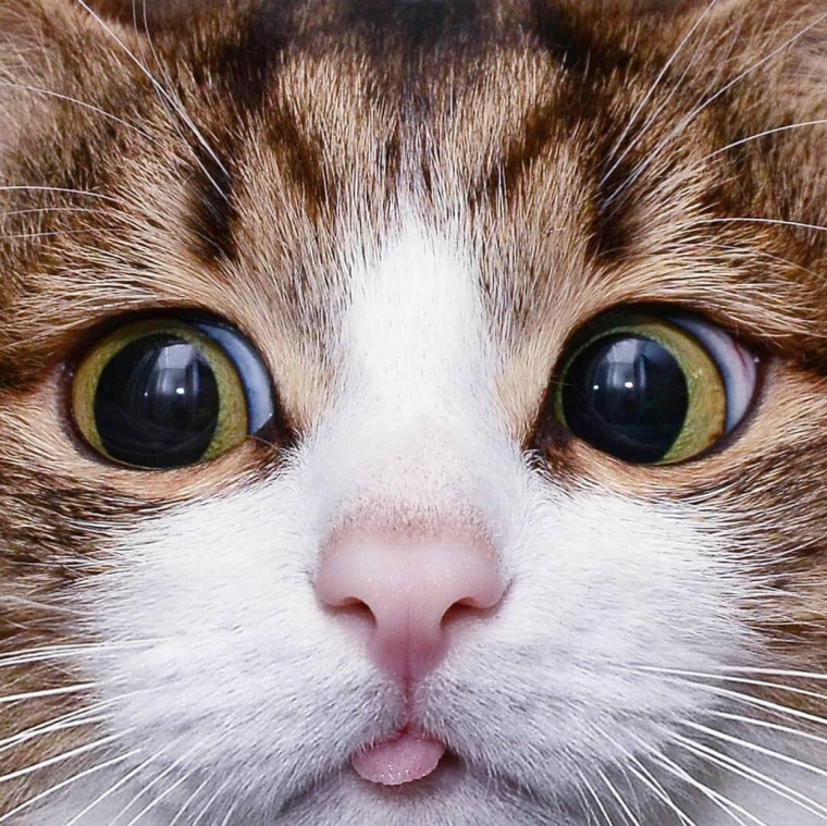 Бокмюллер Елена