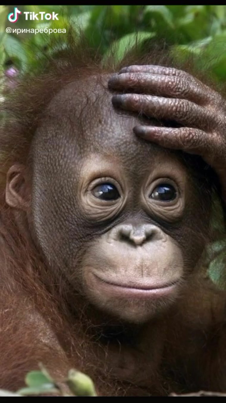 Смешные мордашки животных