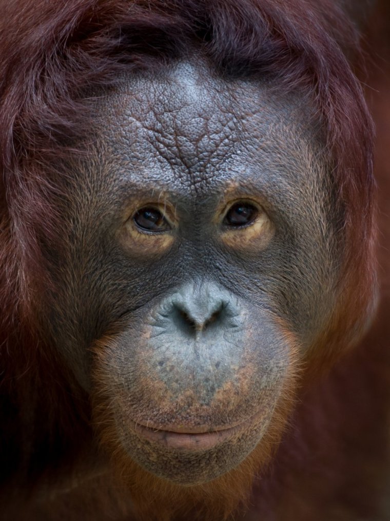 Морда обезьяны