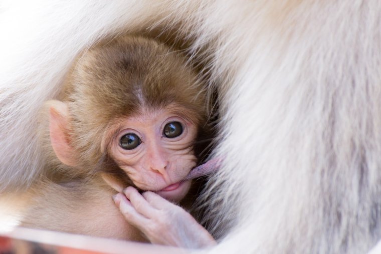 Мордашка обезьяны