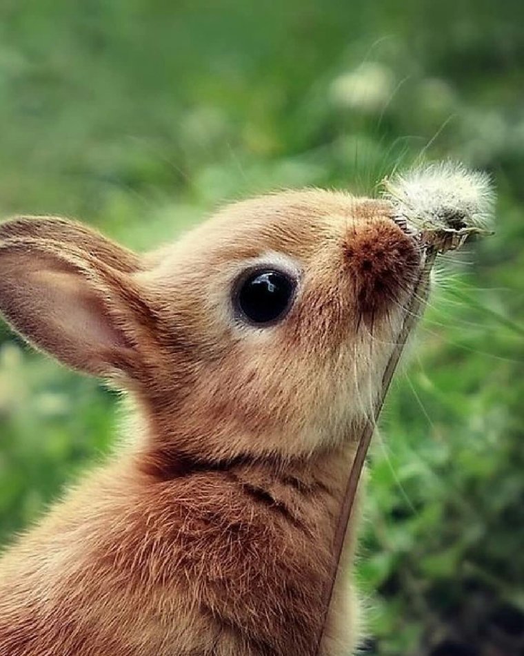 Самые милые животные