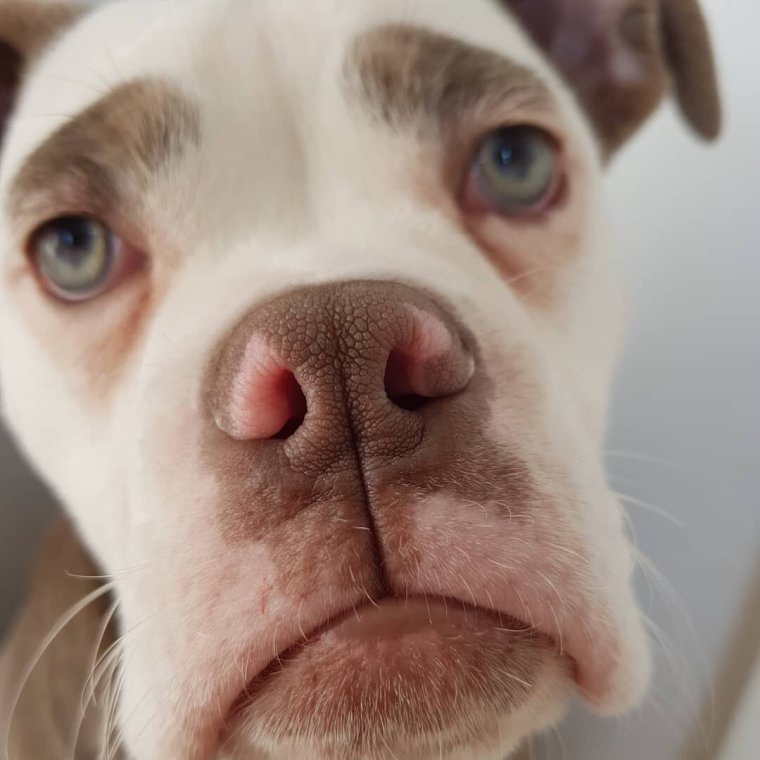 Смешные морды