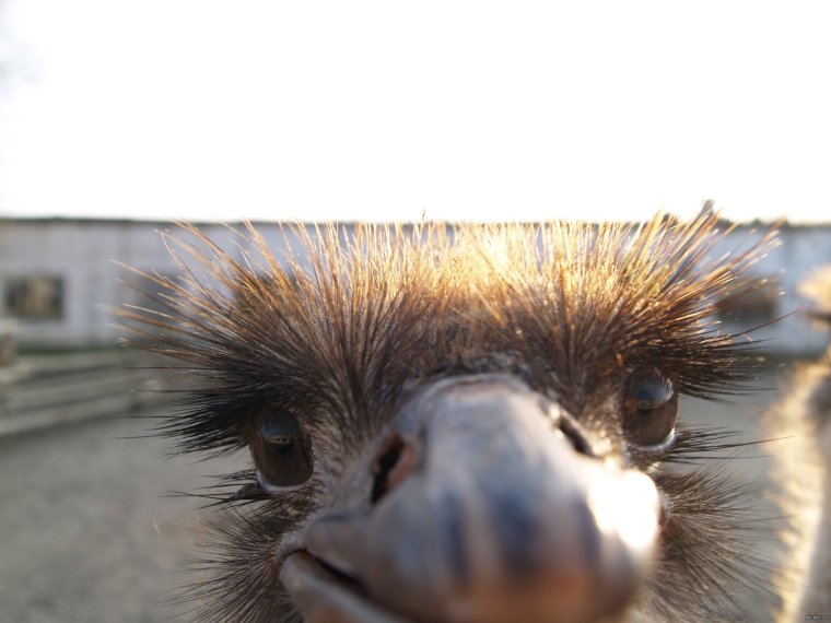 У птицы смешная морда