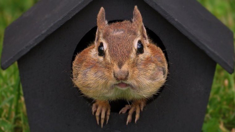 Толстый бурундук