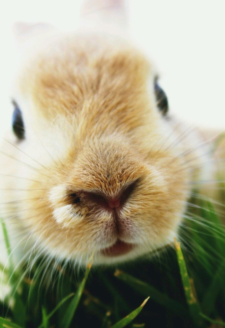 Милые мордашки животных