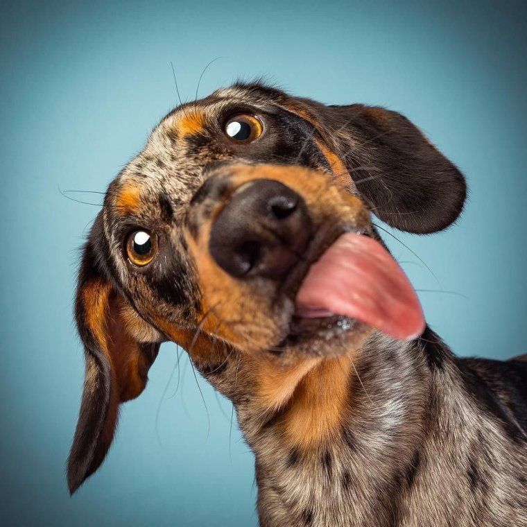 Мордочка собаки