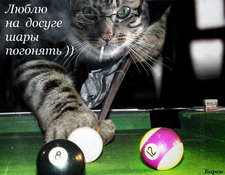 Кот бильярд