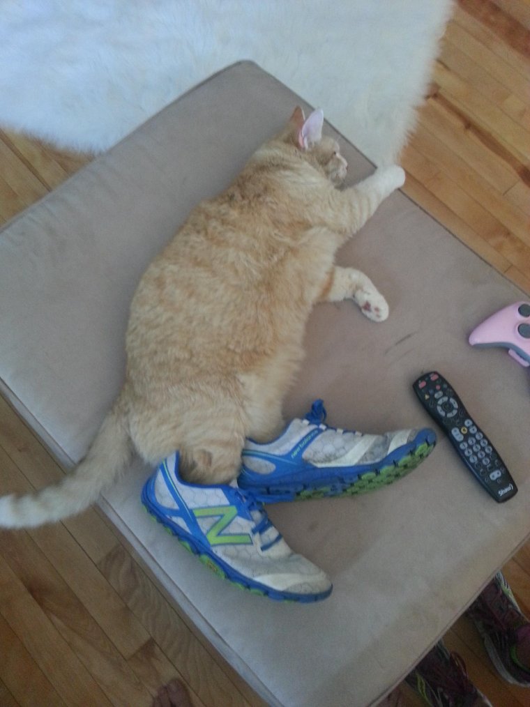 Кот в кедах