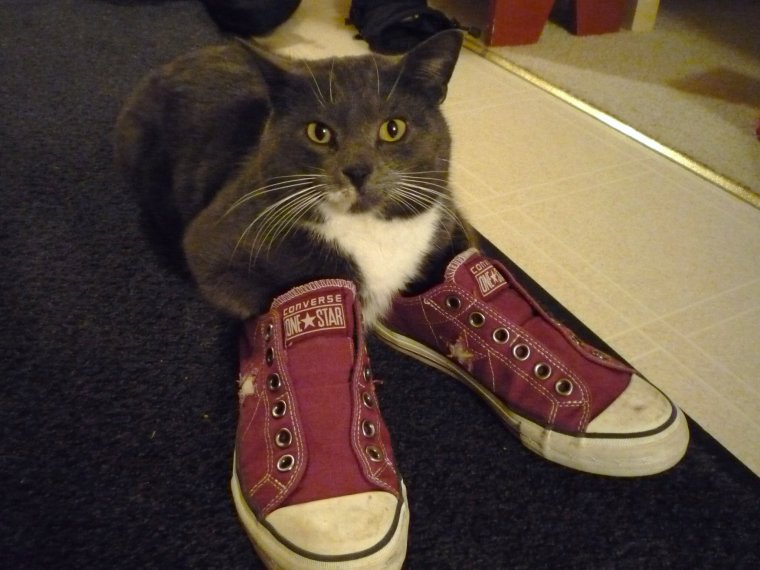Кот в кроссовках