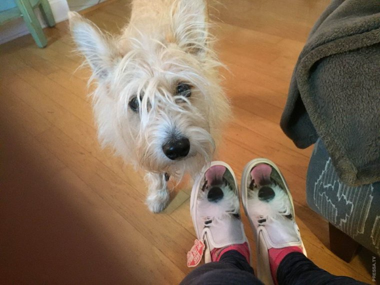 Доброе утро кроссовки прикольные