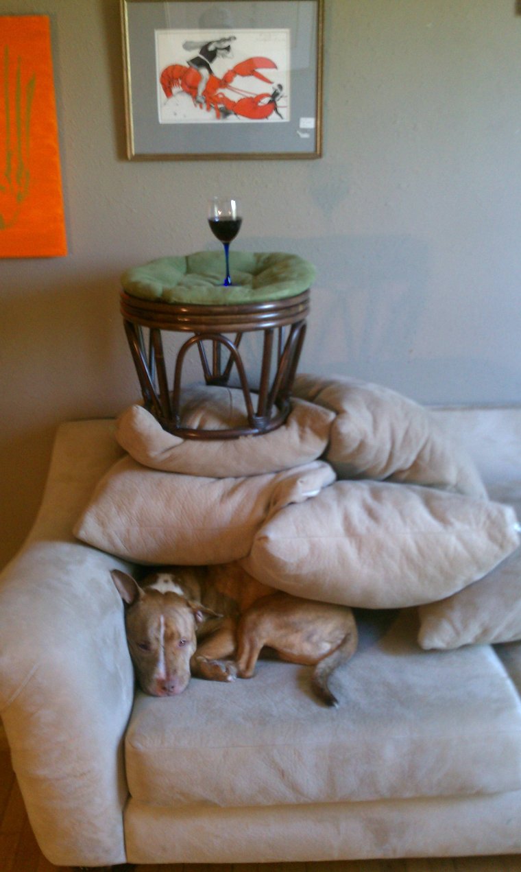 Смешная собака на диване