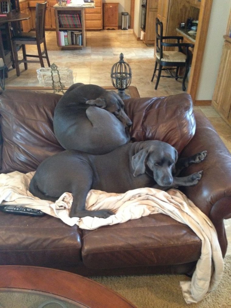 Собака лежит на диване