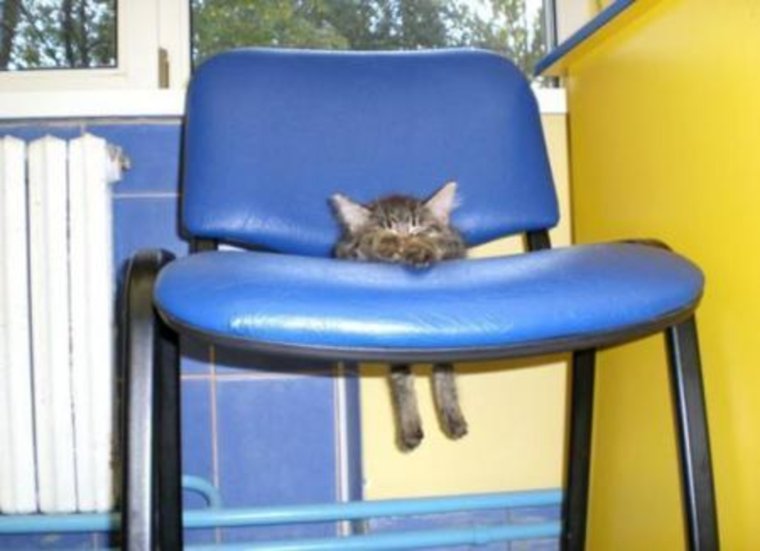 Смешной кот на стуле