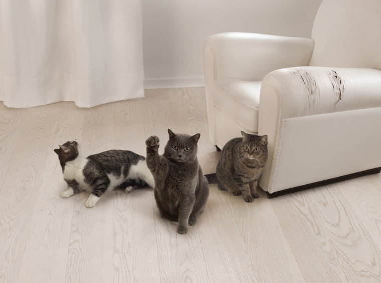 Кот царапает диван