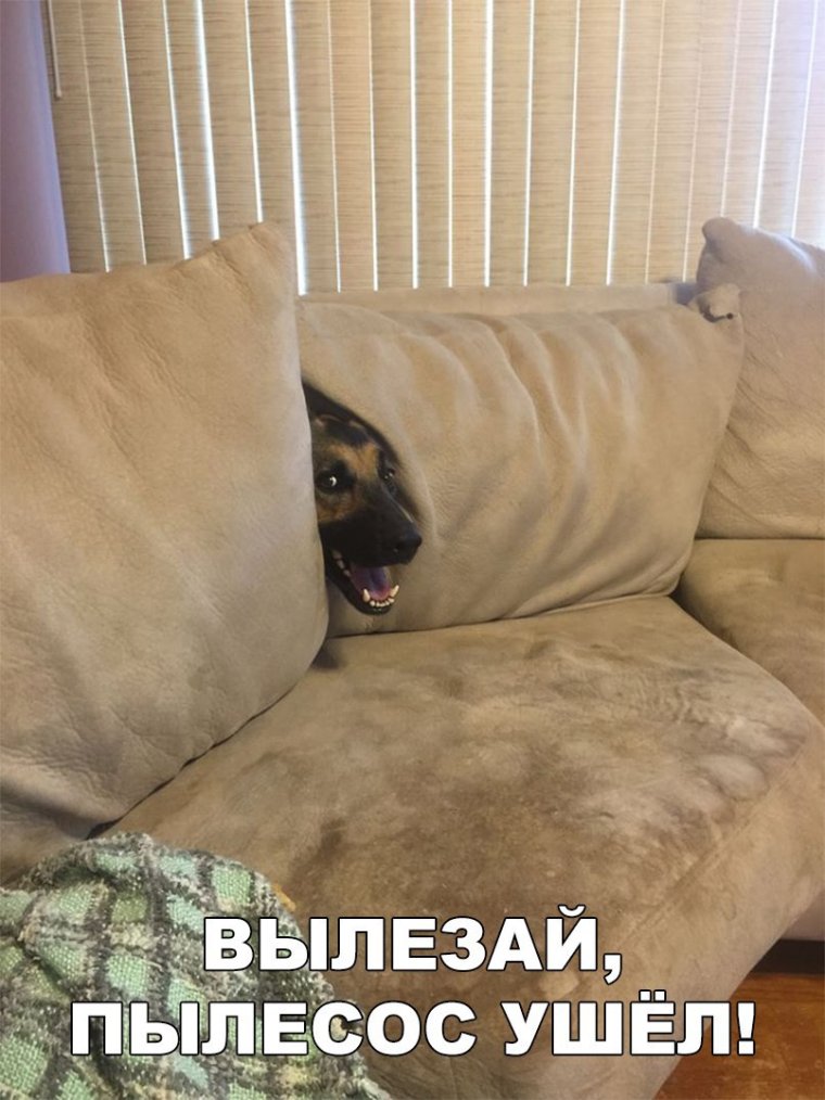 Диван для собаки