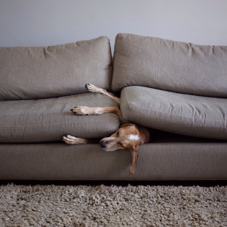 Смешная собака на диване