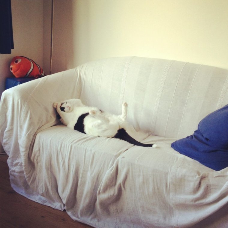 Смешной кот в постели