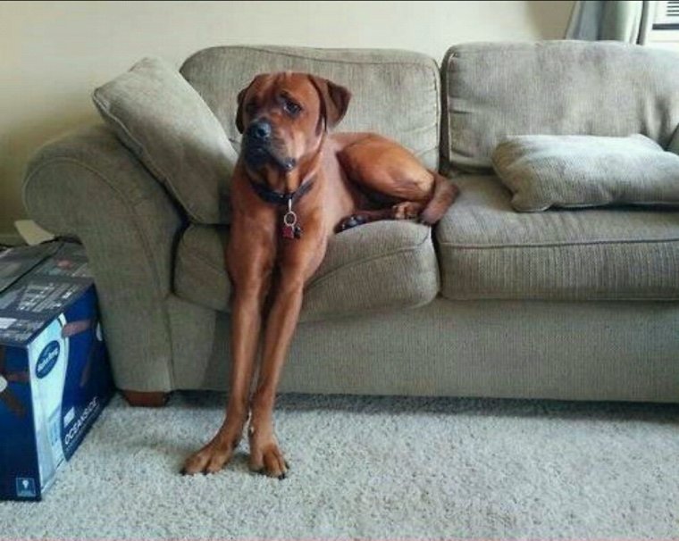 Сидячая собака смешная