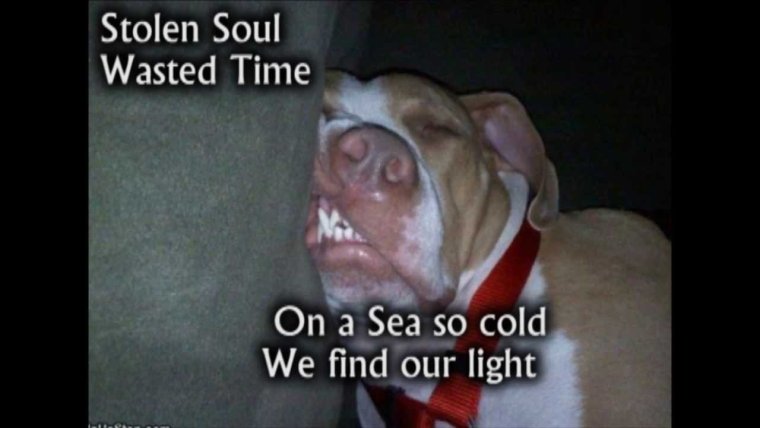 Собака Додик