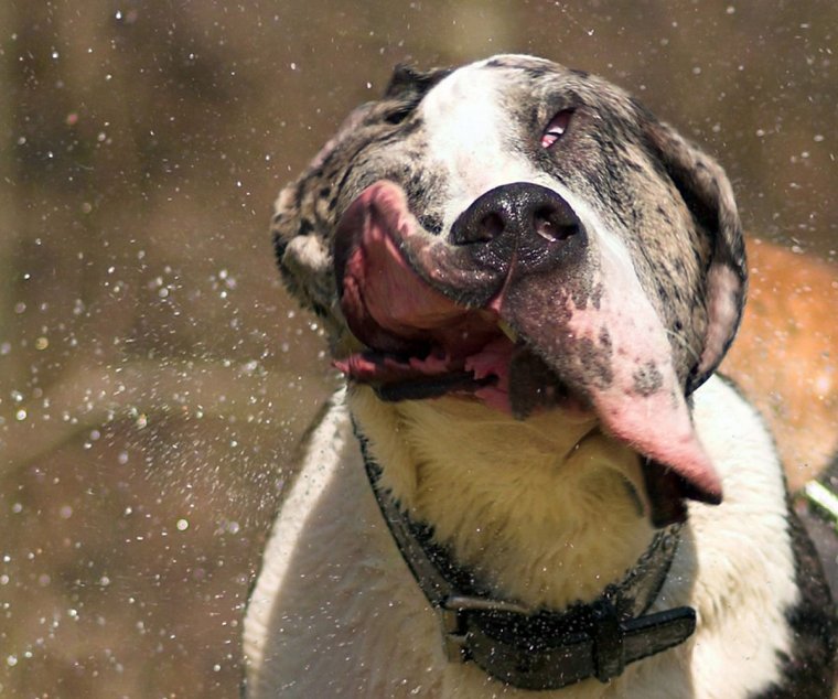 Слюнявый смешной кот