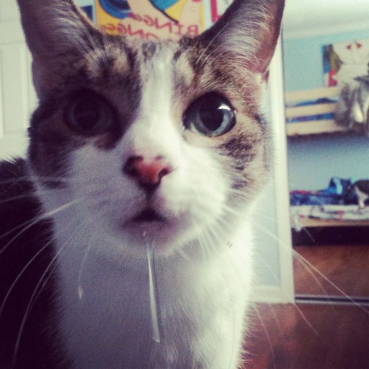 Слюнявый пес