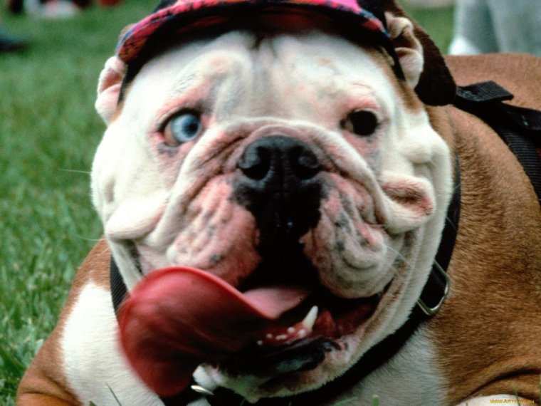 Смешная слюнявая собака