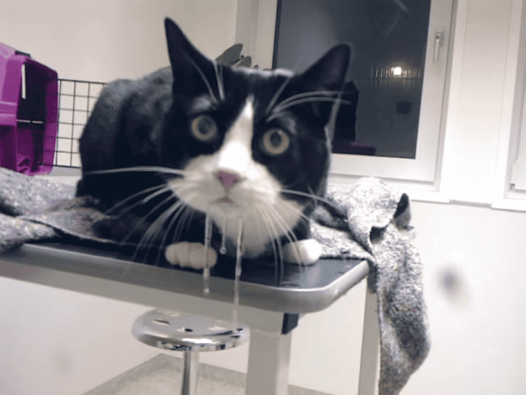 Кот спит слюни