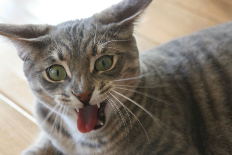 Слюни бегут