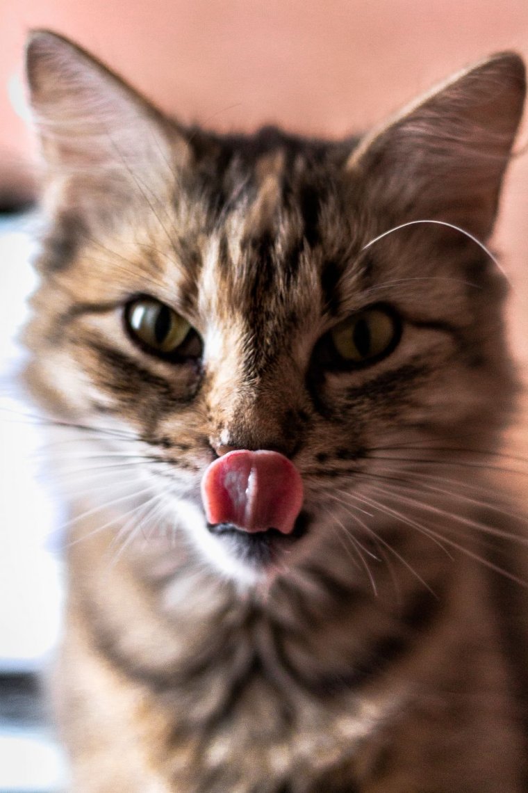 Кошка привереда