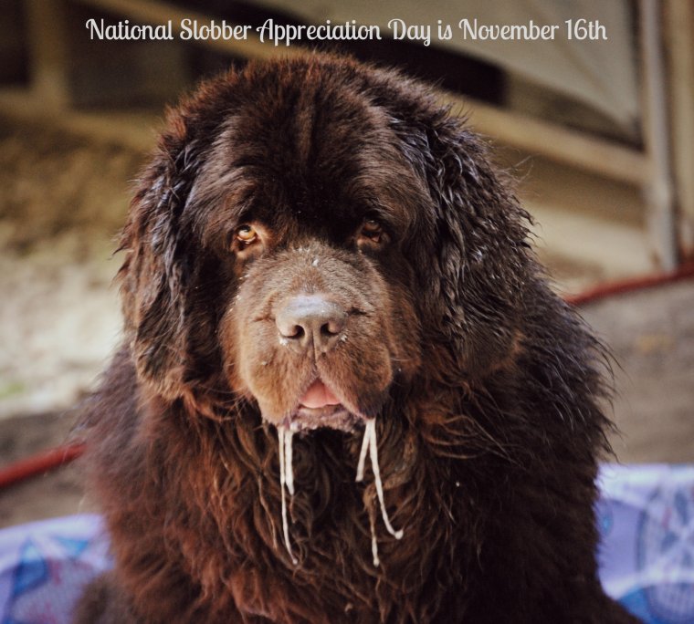 Патрик Мем шаблон