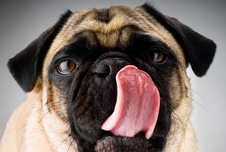 Слюноотделение у собаки