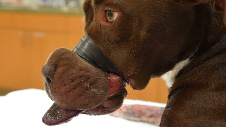 Любовные Стикеры