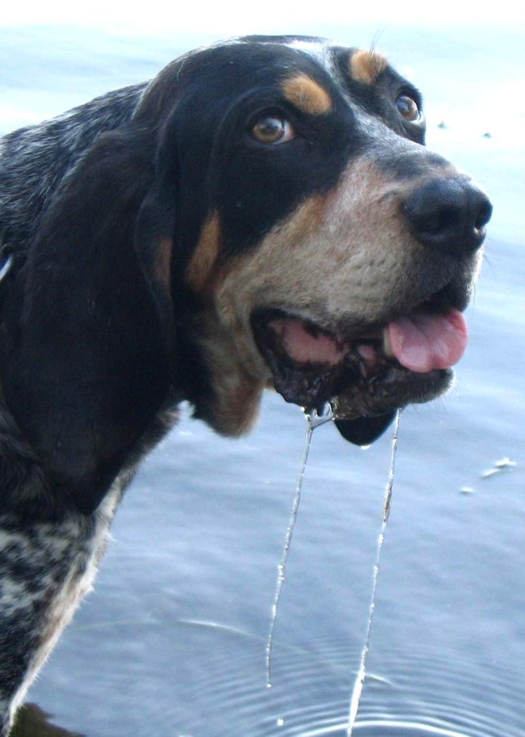 Котенок облизывается