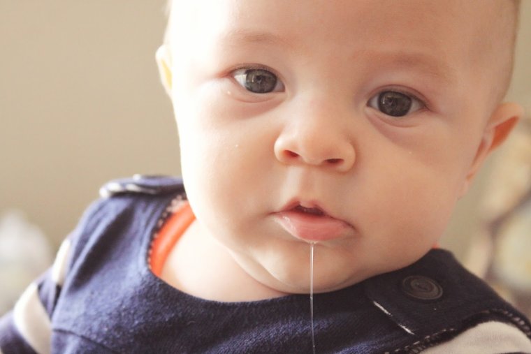 Слюнявый бульдог