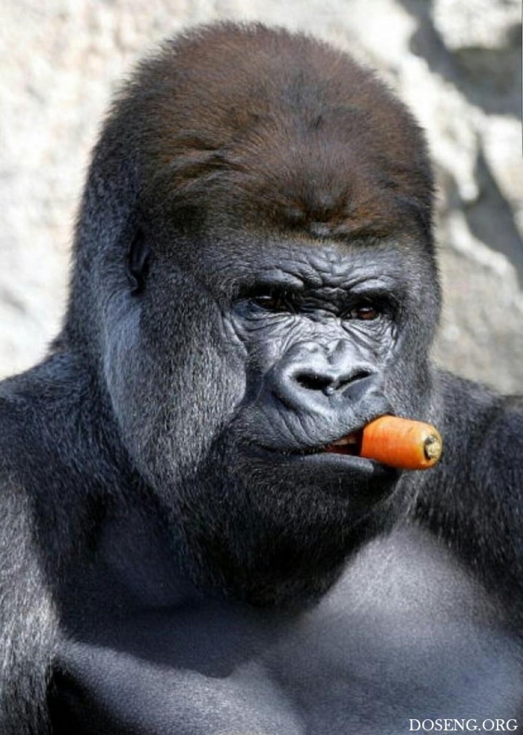Горилла прикол