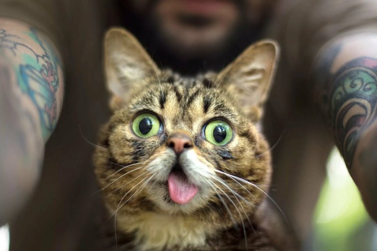 Смешной кот