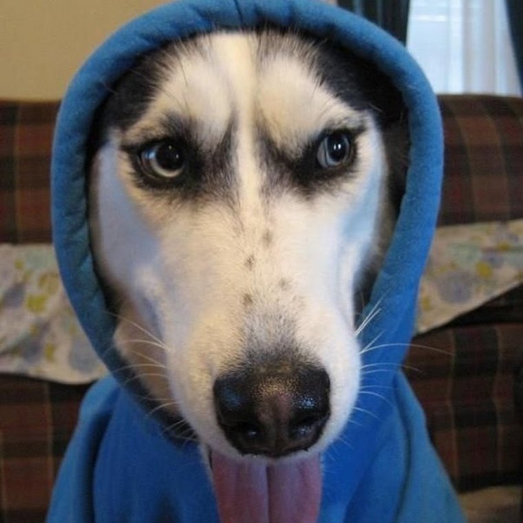 Собака в капюшоне