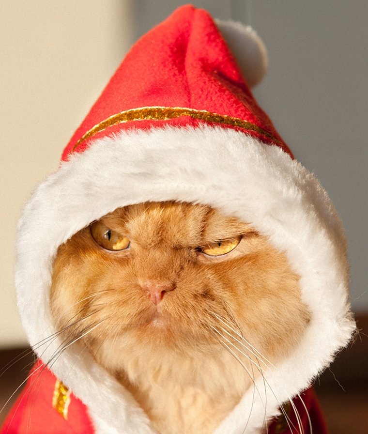 Новогодний котик