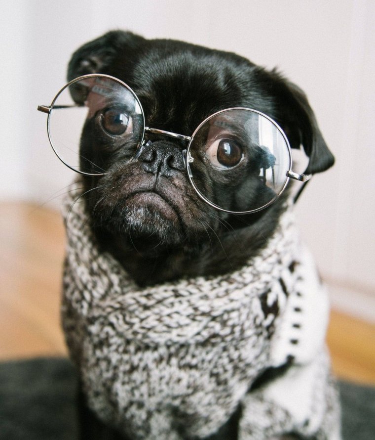 Звери в очках