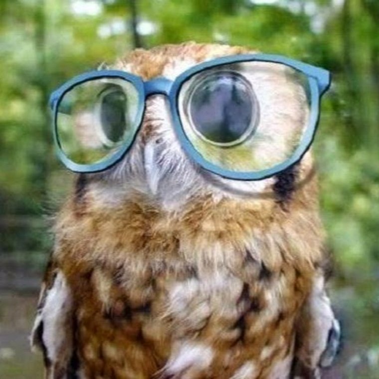Смешные Совы