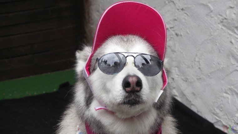 Собака в кепке и очках