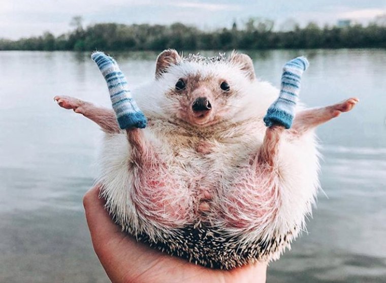 Забавные картинки