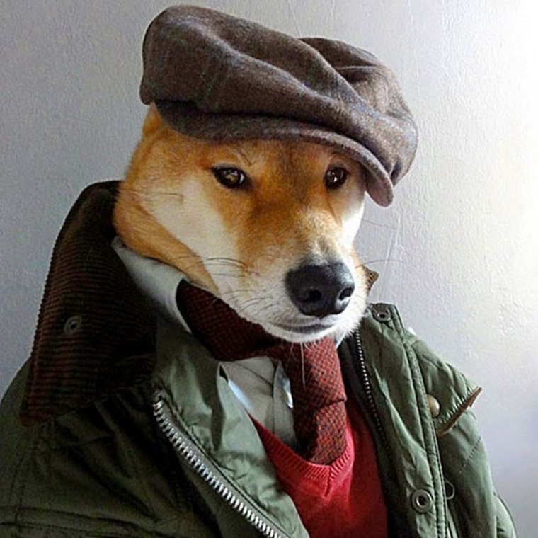 Собака в фуражке