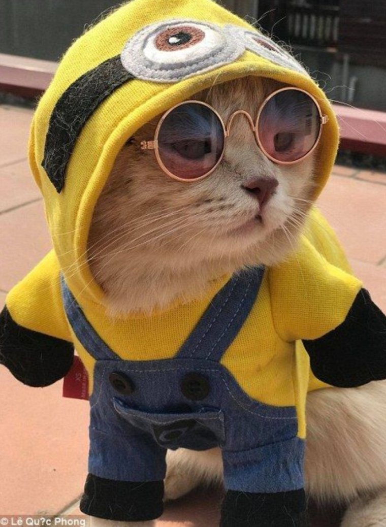 Кот в капюшоне