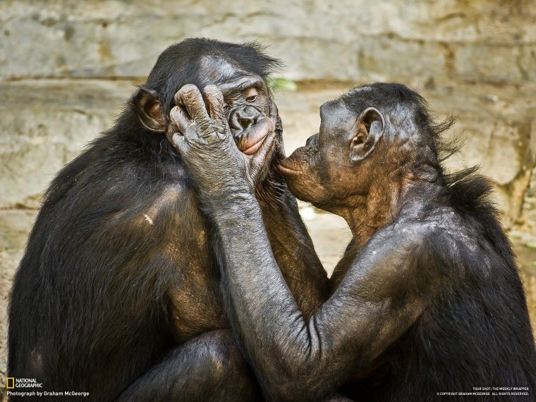 Две обезьяны обнимаются