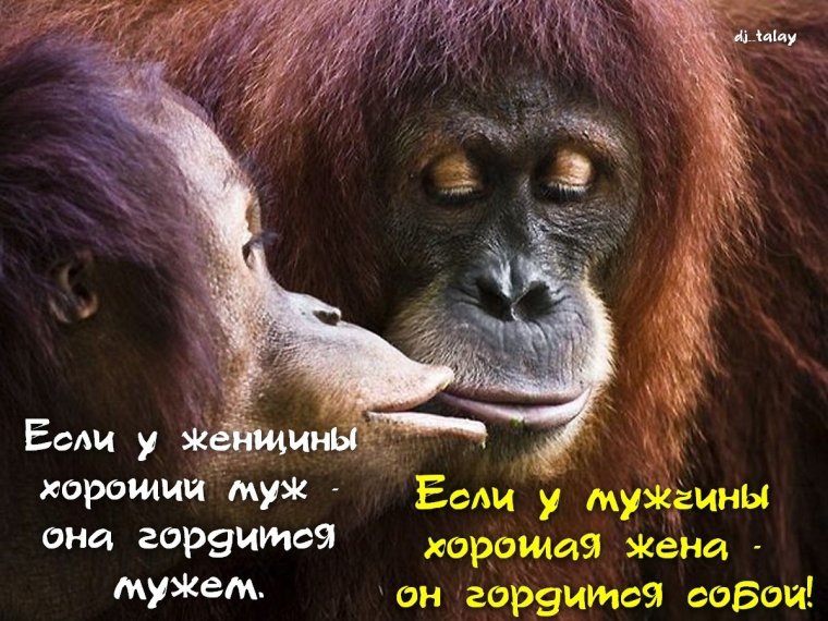 Обезьяны любовь