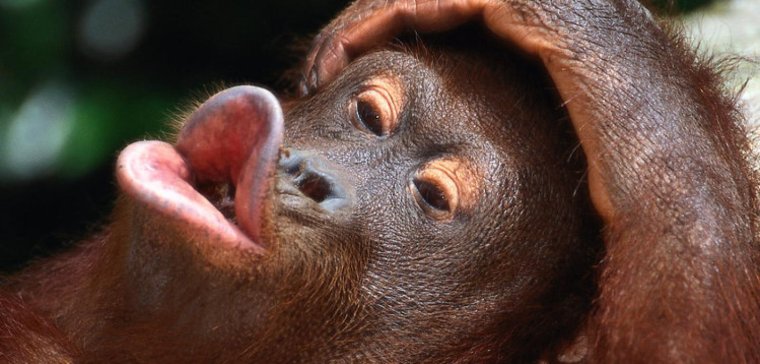 Обезьяна с губами