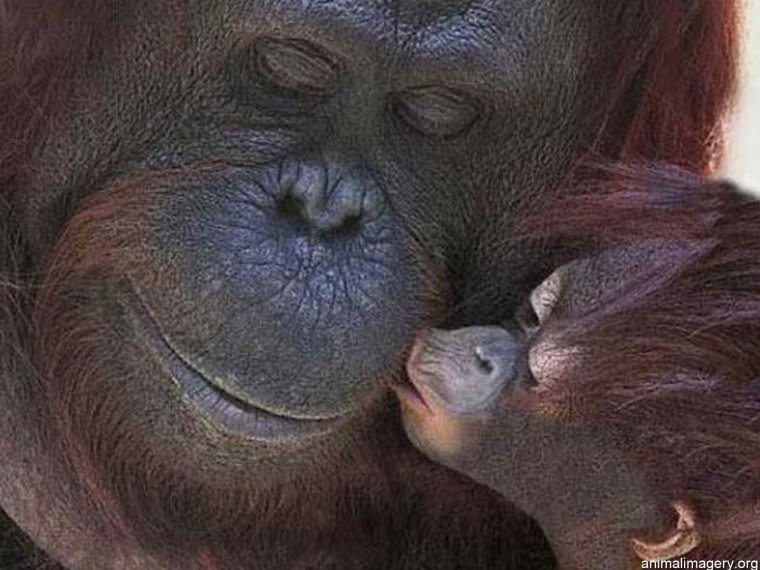 Поцелуй обезьянки