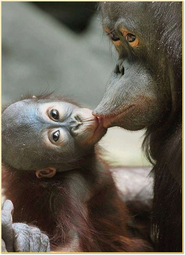 Поцелуи животных