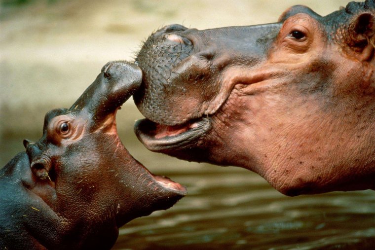 Чипекве Пожиратель бегемотов